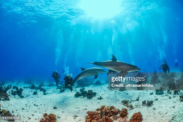 scuba diving groep genieten met dolfijn zee leven school van dolphines koraalrif onderwater scuba duiker oogpunt rode zee natuur & wildlife onderwater fotograaf - dolfijn stockfoto's en -beelden
