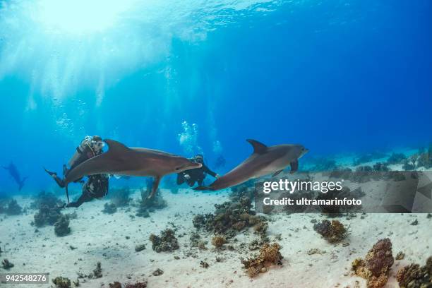 scuba diving group enjoying with dolphin sea life school of dolphines coral reef underwater scuba diver point of view red sea nature & wildlife underwater photographer - dolphin reef stock pictures, royalty-free photos & images