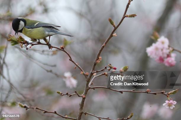 Great Tit collects cherry blossom for nesting in Hyde Park on April 6, 2018 in London, England. According to the MET Office today is expected to be...