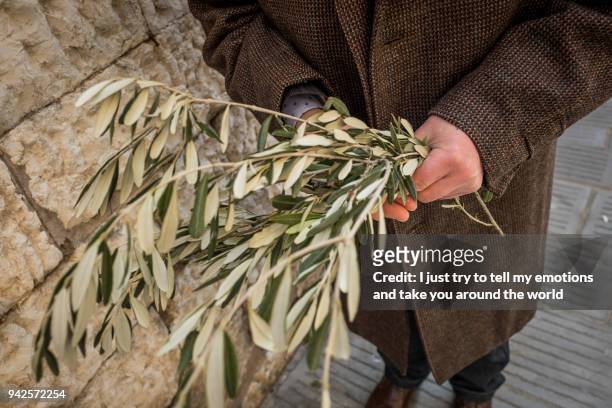 campiglia marittima, province of livorno, tuscany, italy - palm sunday stock pictures, royalty-free photos & images