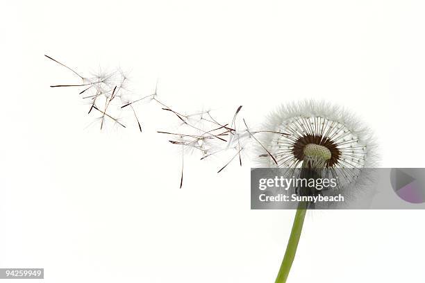 dandelion seeds blowing in the wind against white background - dandelion isolated stock pictures, royalty-free photos & images