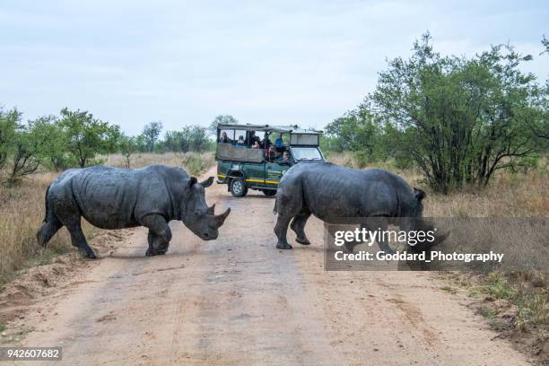 sydafrika: södra vita noshörningen - sydlig vit noshörning bildbanksfoton och bilder