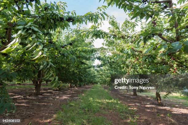 red and sweet cherries in summer australia. - sour taste stock pictures, royalty-free photos & images