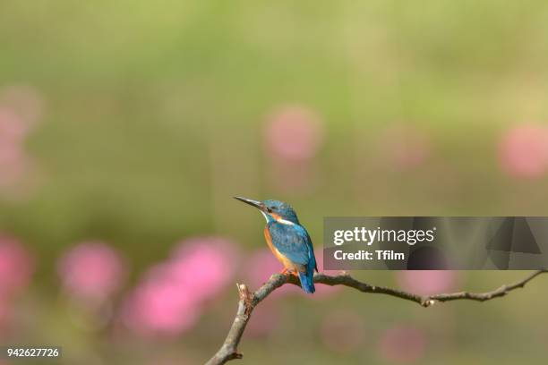 common kingfisher (alcedo atthis) with lotus pond background - province de suphanburi photos et images de collection