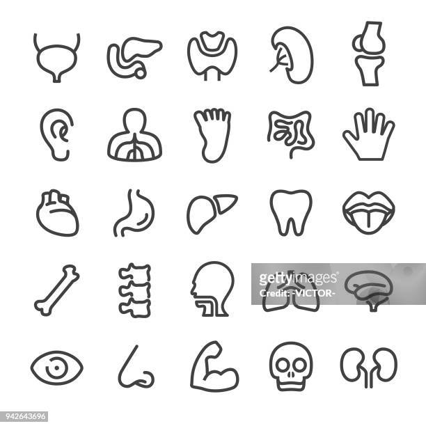 ilustrações de stock, clip art, desenhos animados e ícones de human anatomy icons - smart line series - músculo humano