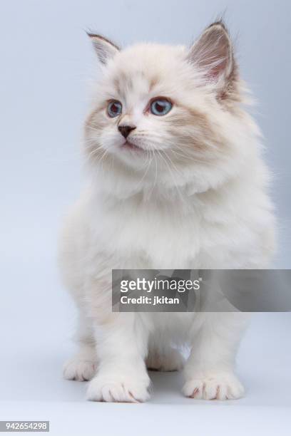 portret van siberische kitten, studio shoot - siberian cat stockfoto's en -beelden