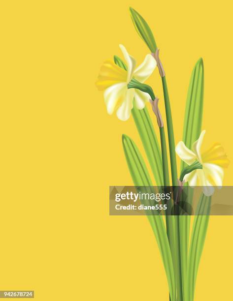 floral backgorund designs - daffodil stock illustrations