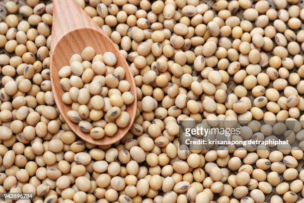 closeup is some soybeans - eiwit stockfoto's en -beelden