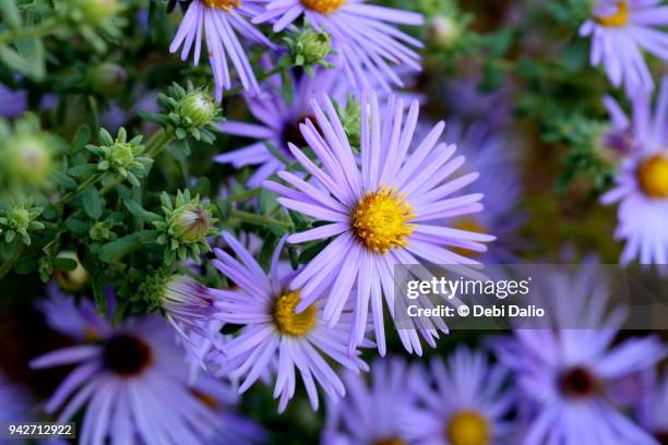 hardy blue aster flowers close-up - aster stock pictures, royalty-free photos & images