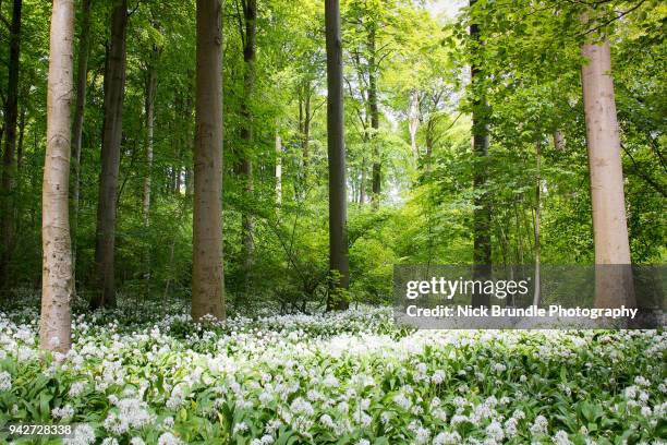 greenery - arhus fotografías e imágenes de stock