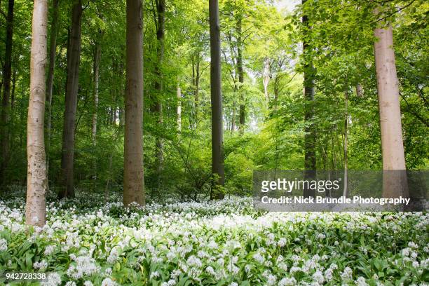 greenery - aarhus stock pictures, royalty-free photos & images
