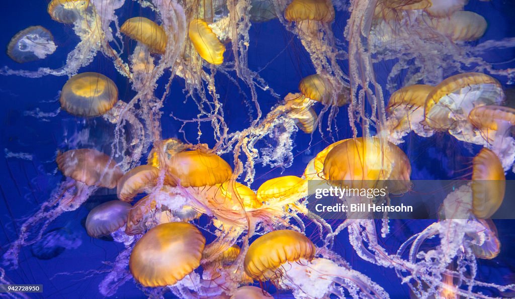 Pacific sea nettle
