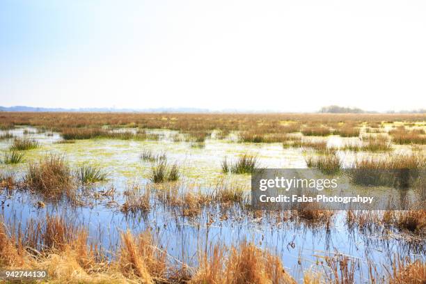 floating fields in germany (teufelsmoor) - moor grasland stock-fotos und bilder
