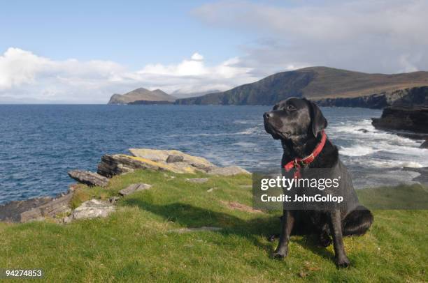 labrador - zwarte-labrador-retriever stockfoto's en -beelden