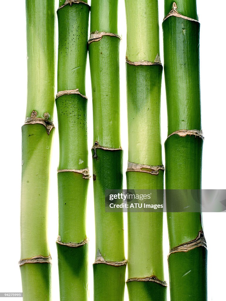 Bamboo