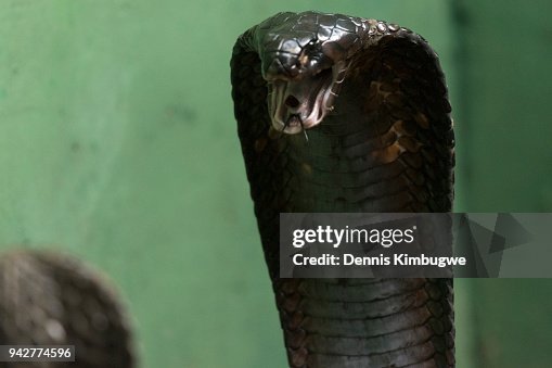 Cobra Teeth