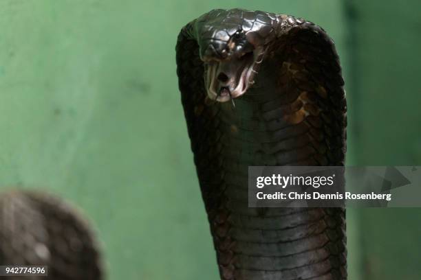 egyptian cobra (naja haje). - vipera aspis stock pictures, royalty-free photos & images