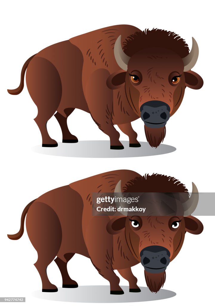 American Bison