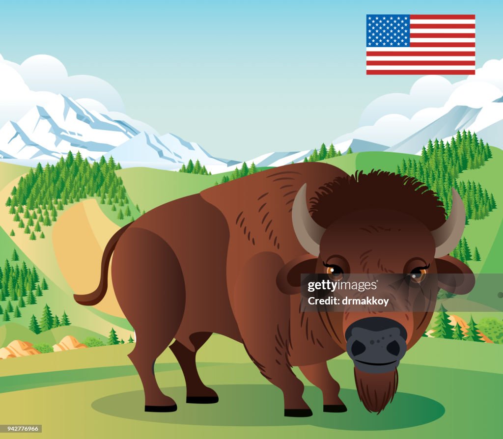 American Bison and Yellowstone park