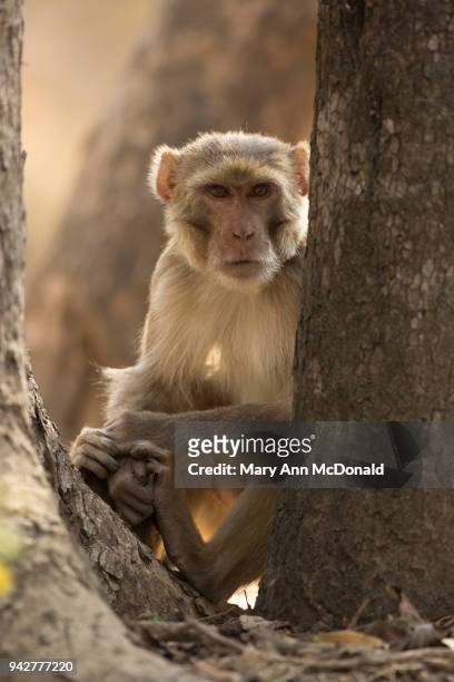 rhesus macaque - rhesus macaque stock pictures, royalty-free photos & images