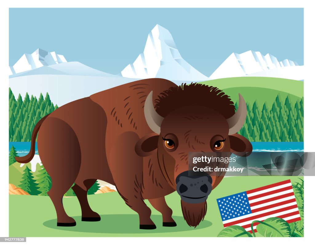 American Bison