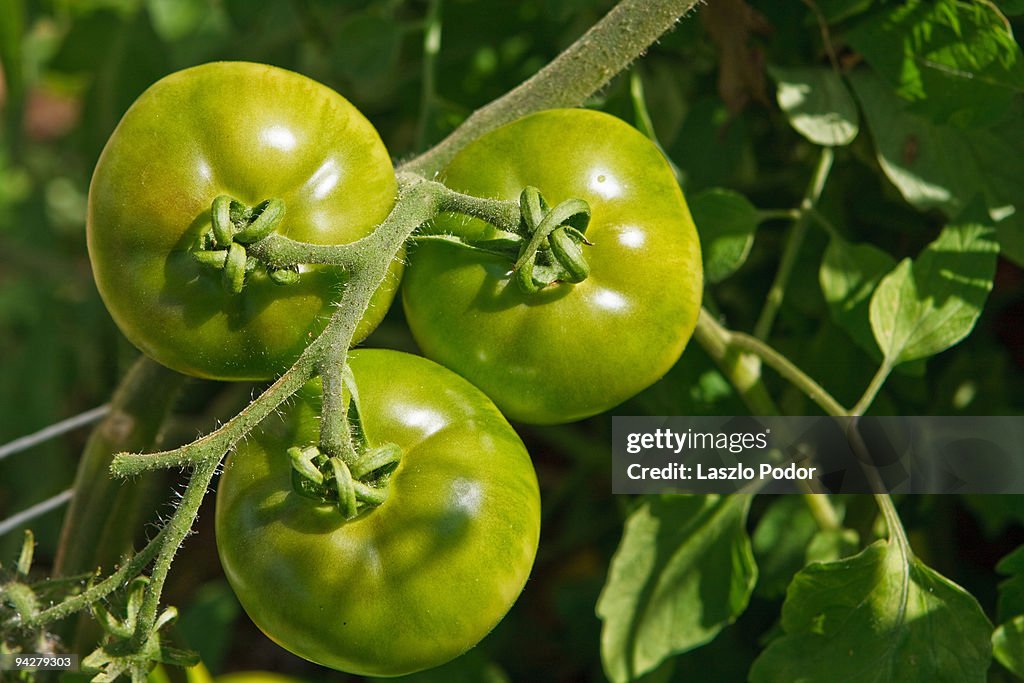 Tomatoes in organic vegetable garden