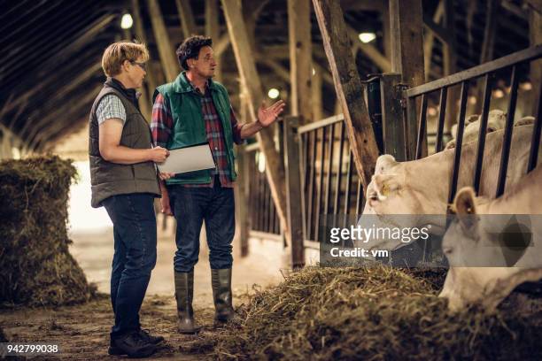 farmer talking to inspector in a barn - animal farm stock pictures, royalty-free photos & images