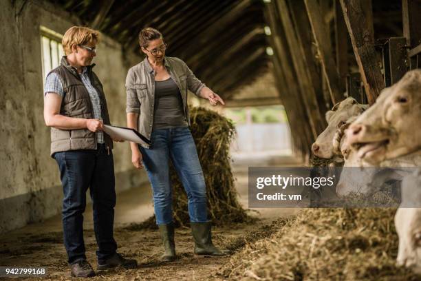 female farmer showing her cows to the inspector - livestock show stock pictures, royalty-free photos & images