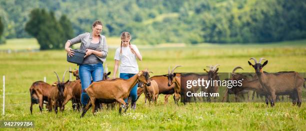 moeder en dochter een groep geiten voeding - mountain goat stockfoto's en -beelden