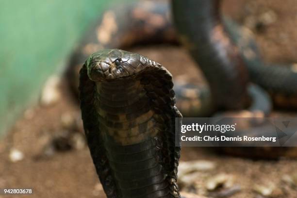 egyptian cobras (naja haje). - vipera aspis stock pictures, royalty-free photos & images
