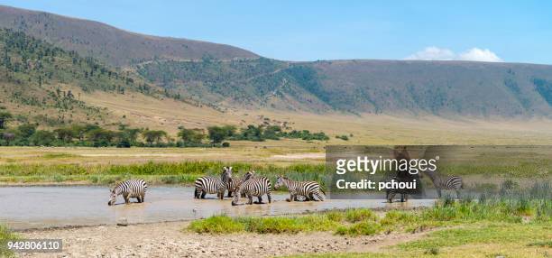 landscape with zebras, africa - ngorongoro conservation area stock pictures, royalty-free photos & images