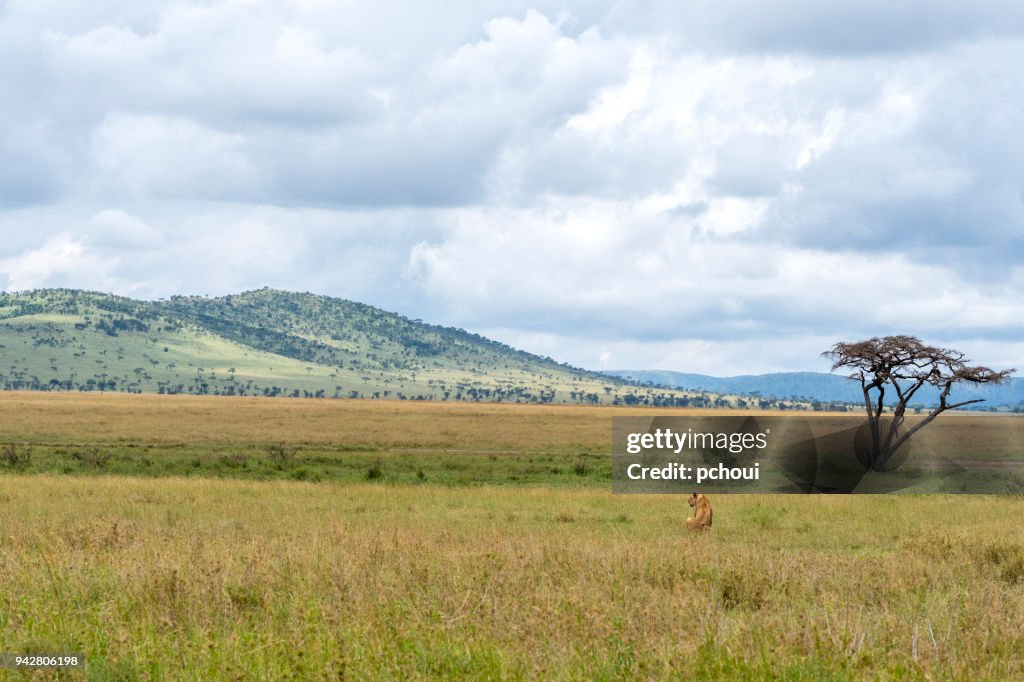 Landscape with lion in Serengeti, Africa