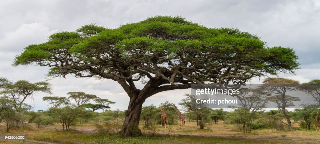 Acacia tree and giraffes, landscape in Africa