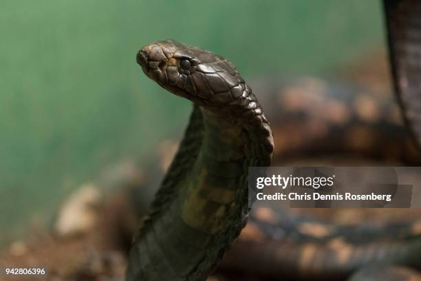 egyptian cobras (naja haje). - vipera aspis stock pictures, royalty-free photos & images