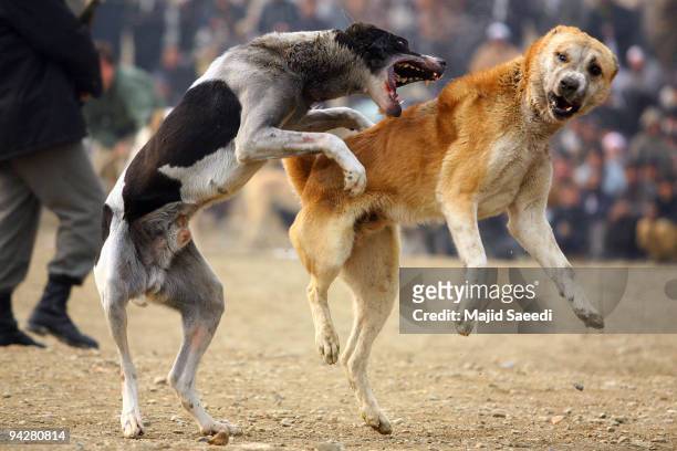 Afghan spectators watch as two fighting dogs attack each other during the weekly dog fights on December 11, 2009 in Kabul, Afghanistan. Dogfighting...