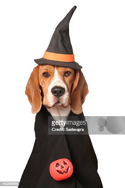 canine sorceress - animal themes stock pictures, royalty-free photos & images