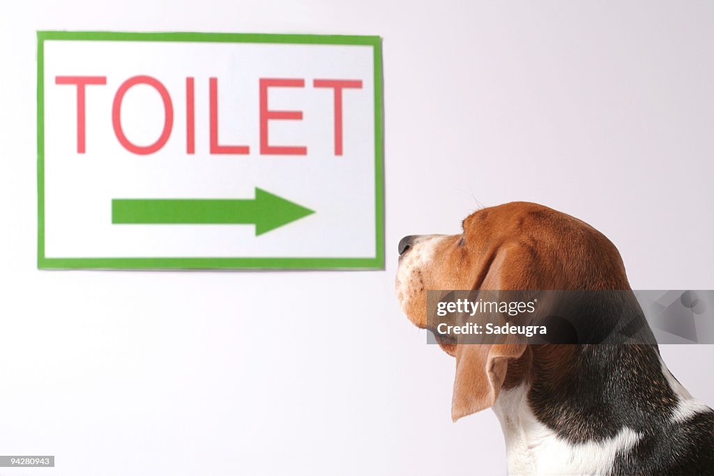 Looking for a toilet