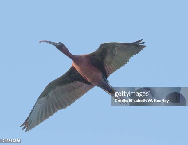 flying glossy ibis - glossy ibis stock pictures, royalty-free photos & images