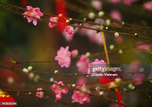 asian traditions on lunar new year - fiore di pesco foto e immagini stock