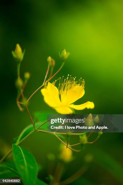 hypericum chinense - johanniskraut stock-fotos und bilder