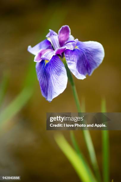 japanese iris - sweet flag or calamus (acorus calamus) stock pictures, royalty-free photos & images