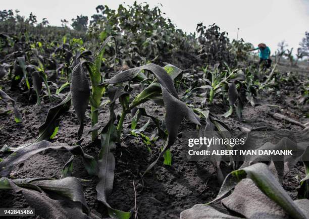 Farmer cleans volcanic ash from her produce after Mount Sinabung volcano spewed thick volcanic ash across the area in the village of Tiga Nderket in...