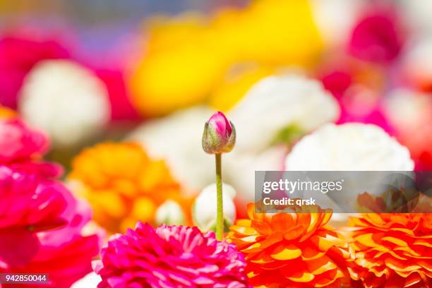 ranunculus flowers - red bud stock pictures, royalty-free photos & images