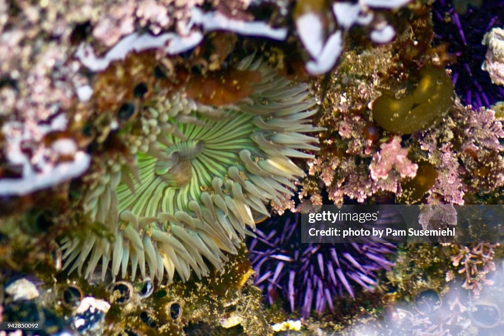 Starburst Anemone & Purple Sea Urchin in Tide Pool