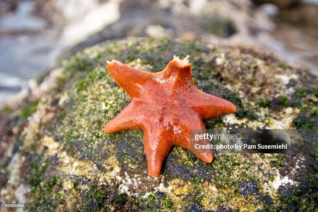 Tiny Orange Starfish on Rock in Landscape