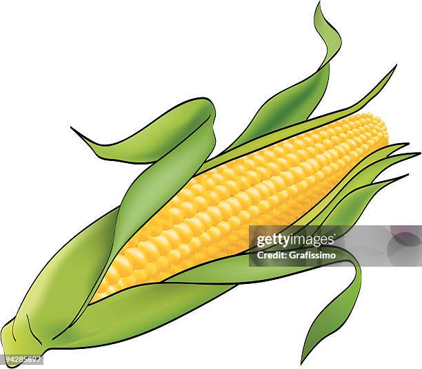 corn plant on white - corn isolated stock illustrations