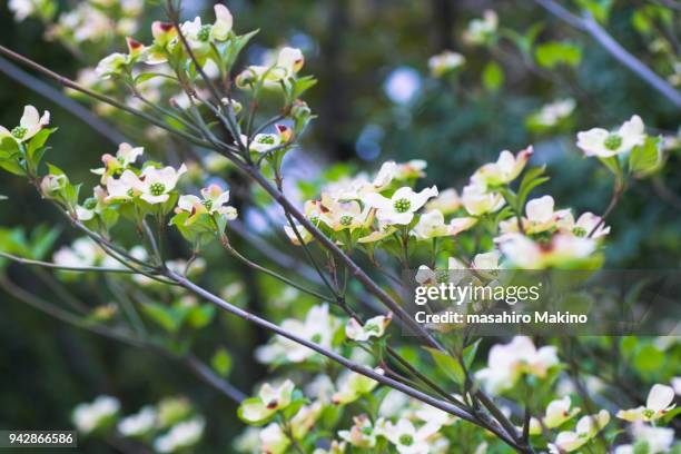 japanese dogwood (cornus kousa) - dogwood blossom fotografías e imágenes de stock