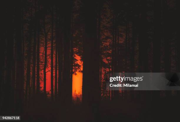 forest fire - dark woods stock pictures, royalty-free photos & images