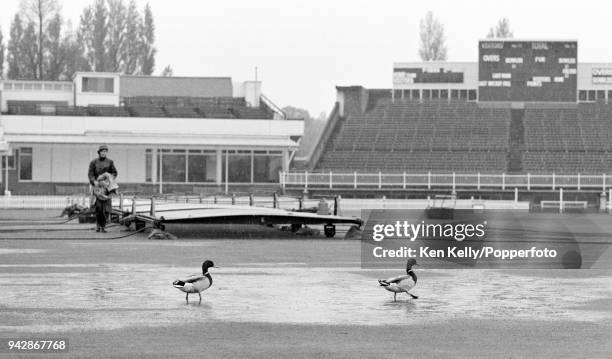 Two ducks waddle across the pitch as heavy rain means no play is possible on days one and two of the County Championship match between Warwickshire...