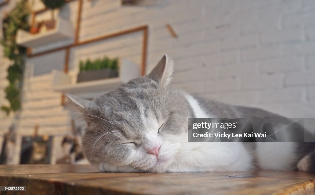 Sleeping cat, Cat cafe, Thailand